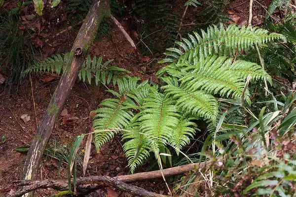Photo of Polystichum polyblepharum (Polystichum polyblepharums)