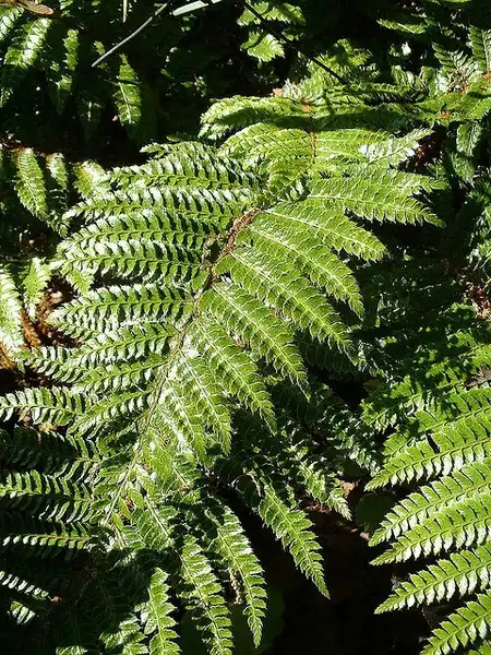 Photo of Polystichum polyblepharum (Polystichum polyblepharums)