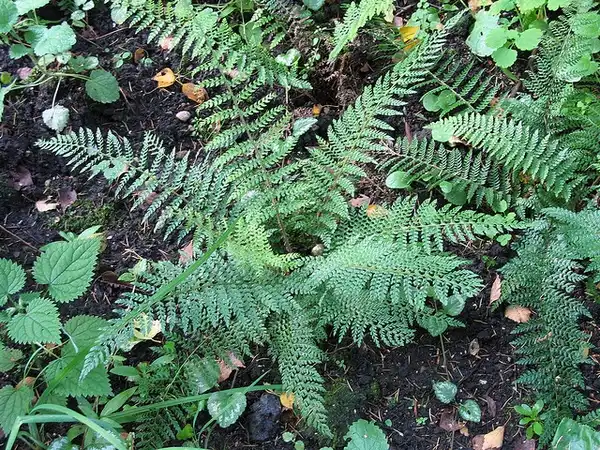 Фото Polystichum setiferum (Polystichum setiferums)
