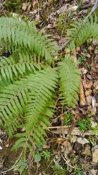 Фото Polystichum setiferum (Polystichum setiferums)