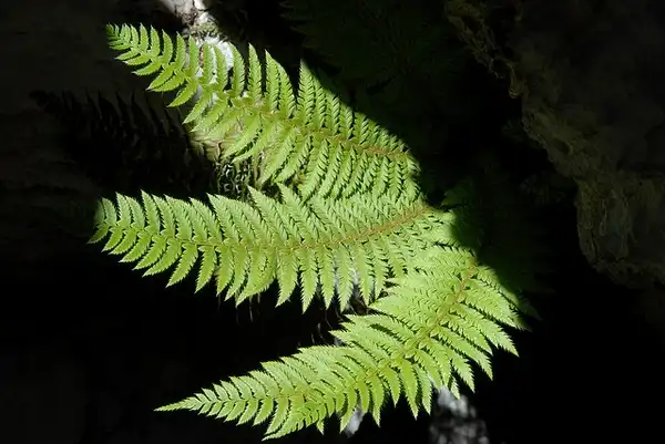 Фото Polystichum setiferum - Fronds:Nicholas Turland