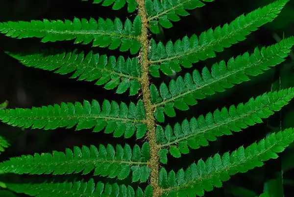 Фото Polystichum setiferum - Close up of Fronds:Nicholas Turland