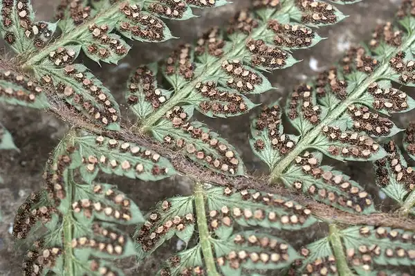 Фото Polystichum setiferum - Spores on Fronds:Ashley Basil