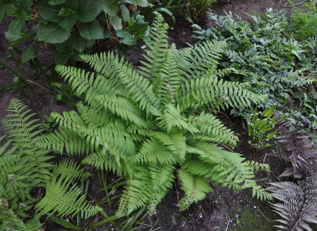 Фото Polystichum setiferum - Form:Marc Ryckaert