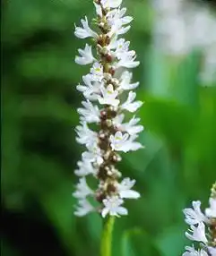 Foto de Pontederia cordata 'Alba' (Pontederia cordata 'Alba's)