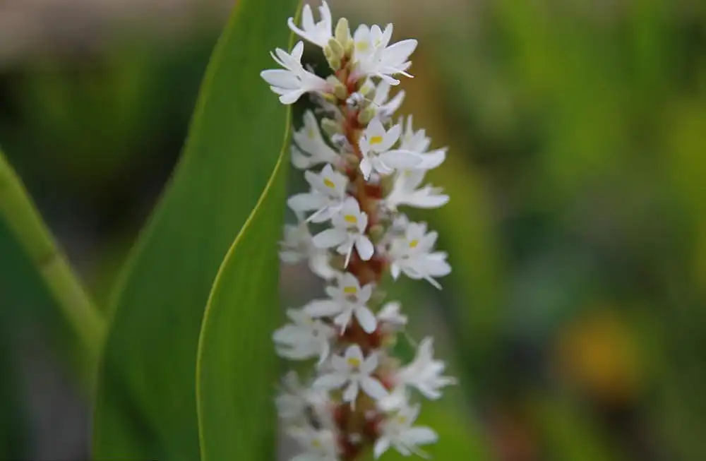 Foto de Pontederia cordata 'Alba' (Pontederia cordata 'Alba's)