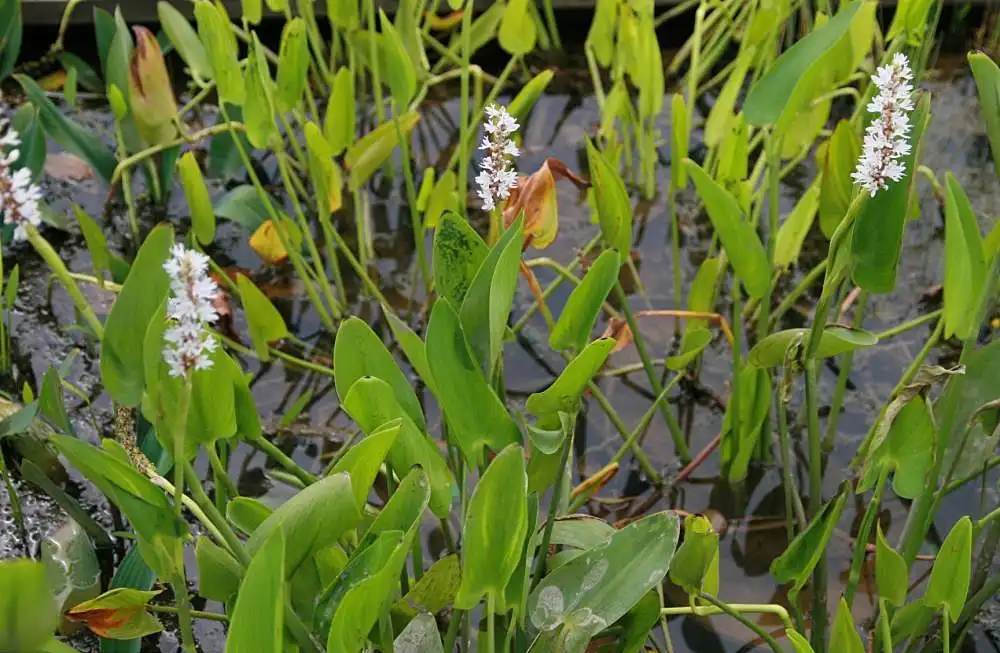 Foto de Pontederia cordata 'Alba' - Pontederia cordata alba:David J Stang