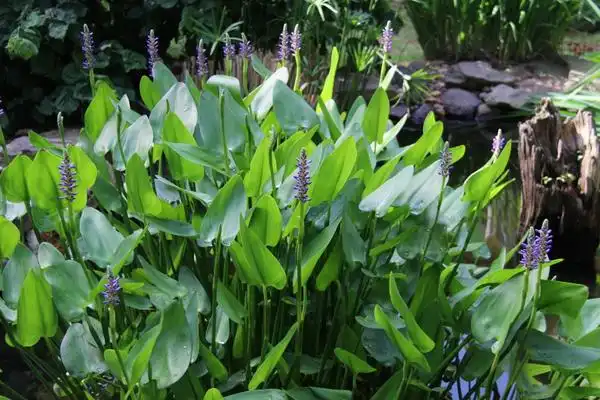 Foto de Pontederia cordata (Pontederia cordatas)