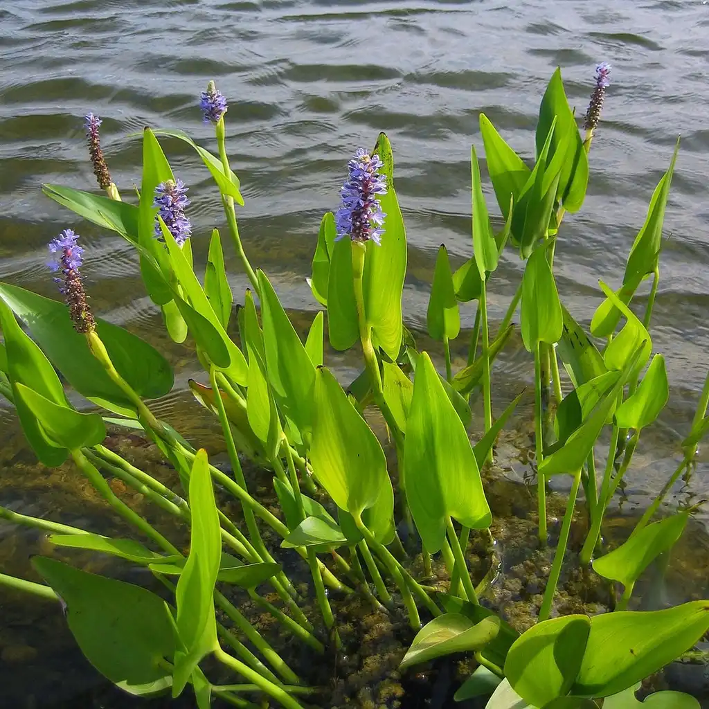 Foto de Pontederia cordata (Pontederia cordatas)
