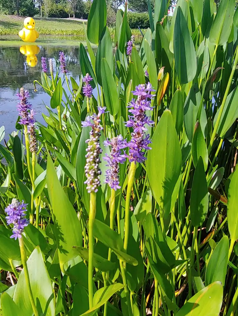 Foto de Pontederia cordata - habitat in summer Cameron Art Museum Wilmington, NC:skdavidson