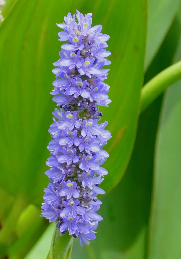 Foto de Pontederia cordata - Pontederia cordata:Bernard Dupont
