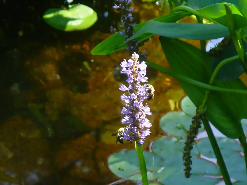 Foto de Pontederia cordata - Flower in summer in Moore County:Susan Strine
