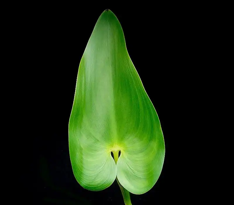Foto de Pontederia cordata - Leaf closeup:Frank Vincentz