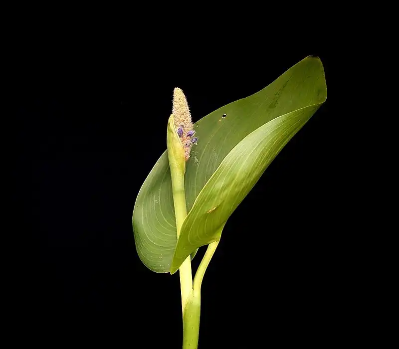 Foto de Pontederia cordata - Spent flower head and stem leaf:Frank Vincentz