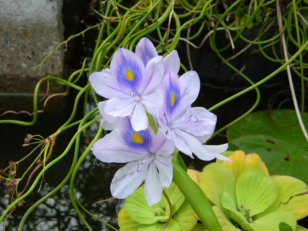 Photo of Pontederia crassipes (Pontederia crassipess)