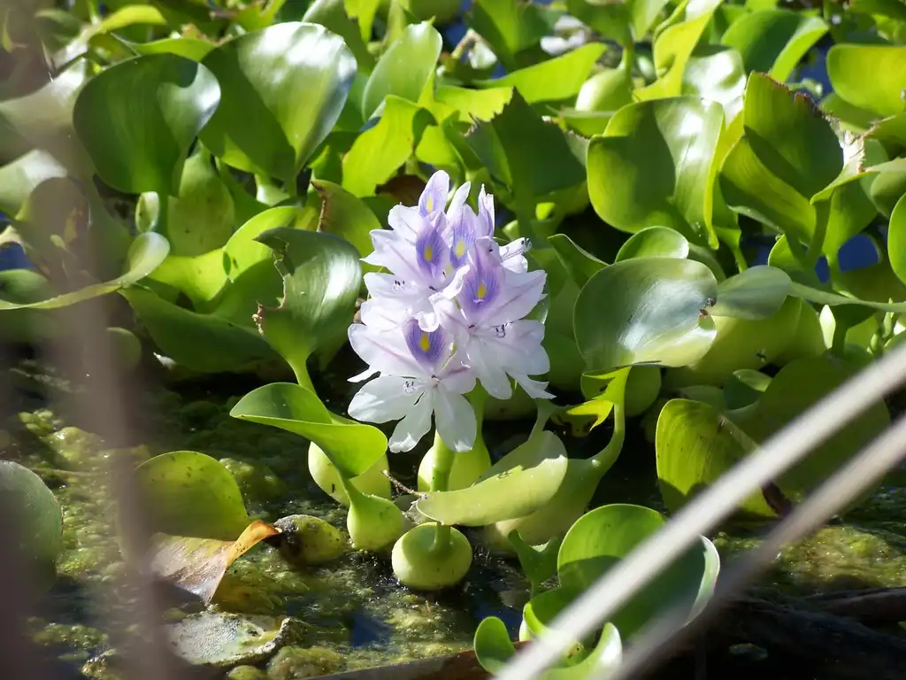 Photo of Pontederia crassipes (Pontederia crassipess)