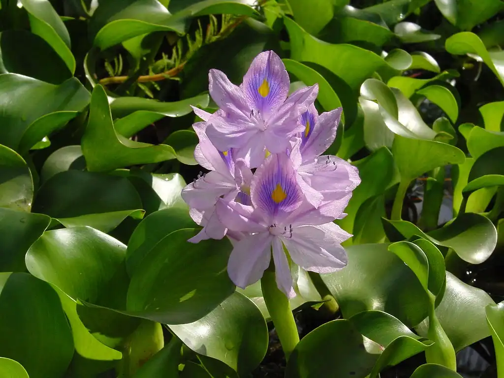 Photo of Pontederia crassipes - leaves and flowers:Wouter Hagens