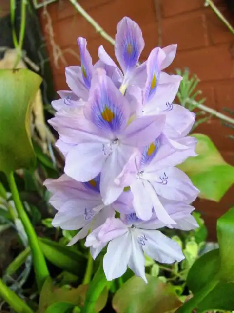 Photo of Pontederia crassipes - leaves and flowers:Monocromatico