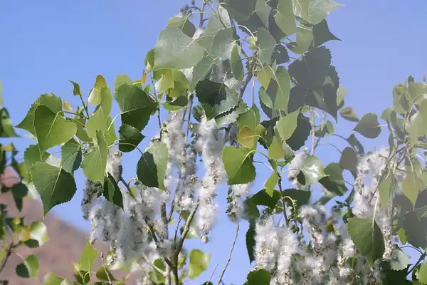 Photo of Populus deltoides (Populus deltoidess)