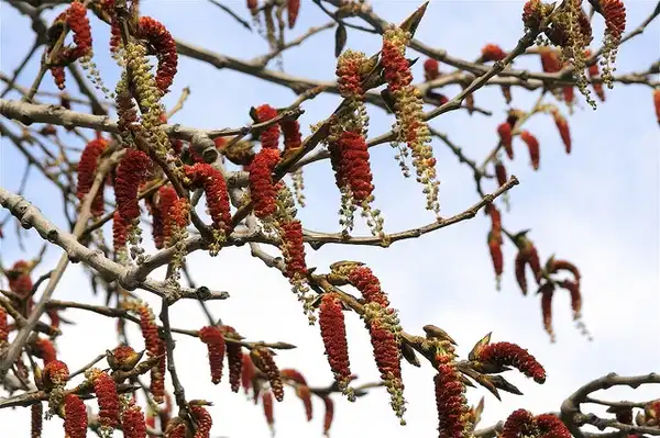 Photo of Populus deltoides (Populus deltoidess)