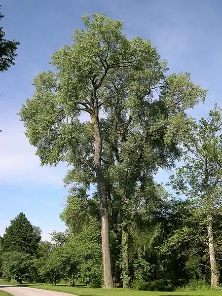 Photo of Populus deltoides - Form:Jay Sturner