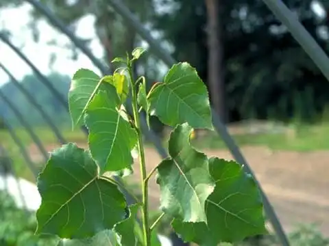 Photo of Populus deltoides - Habit:J. Neal