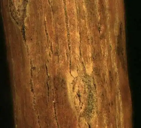 Photo of Populus deltoides - Stem:Alexander Krings