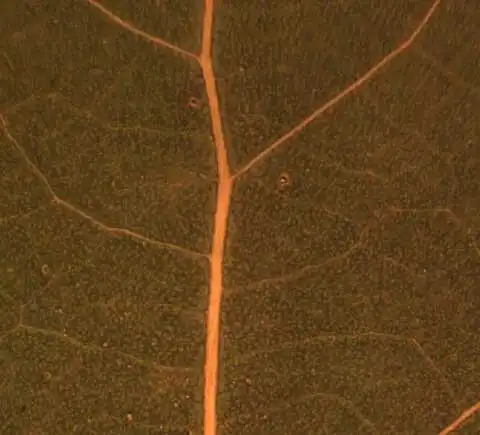 Photo of Populus deltoides - Abaxial leaf surface:Alexander Krings