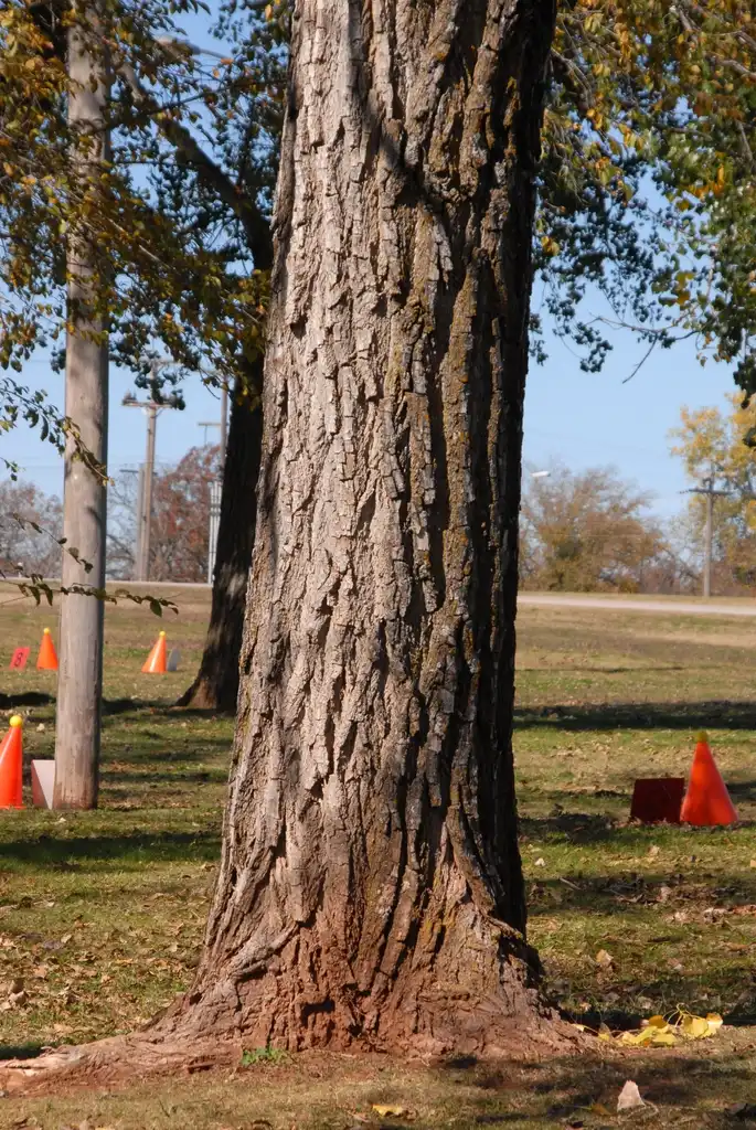 Photo of Populus deltoides - Bark:Jim Robbins