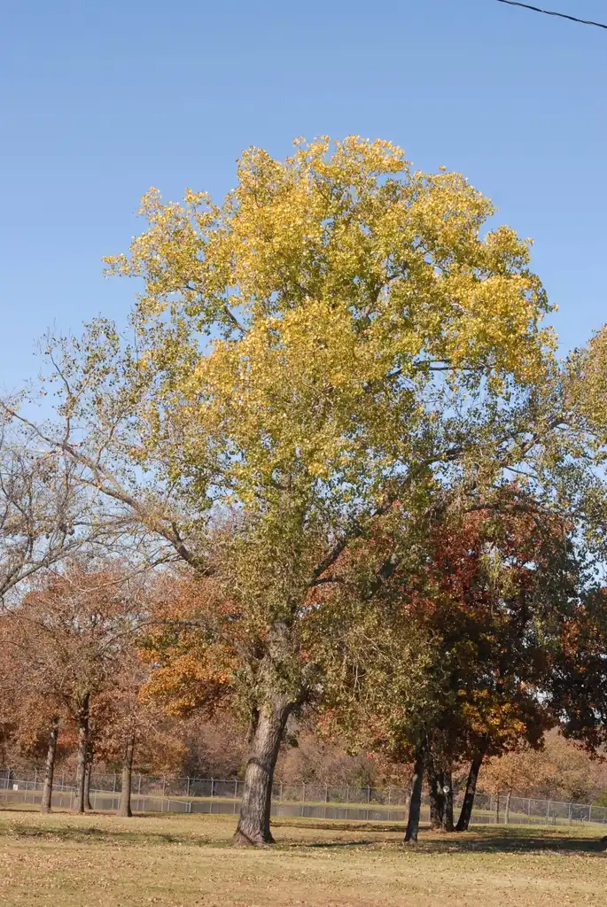Photo of Populus deltoides - Fall Color Form:Jim Robbins