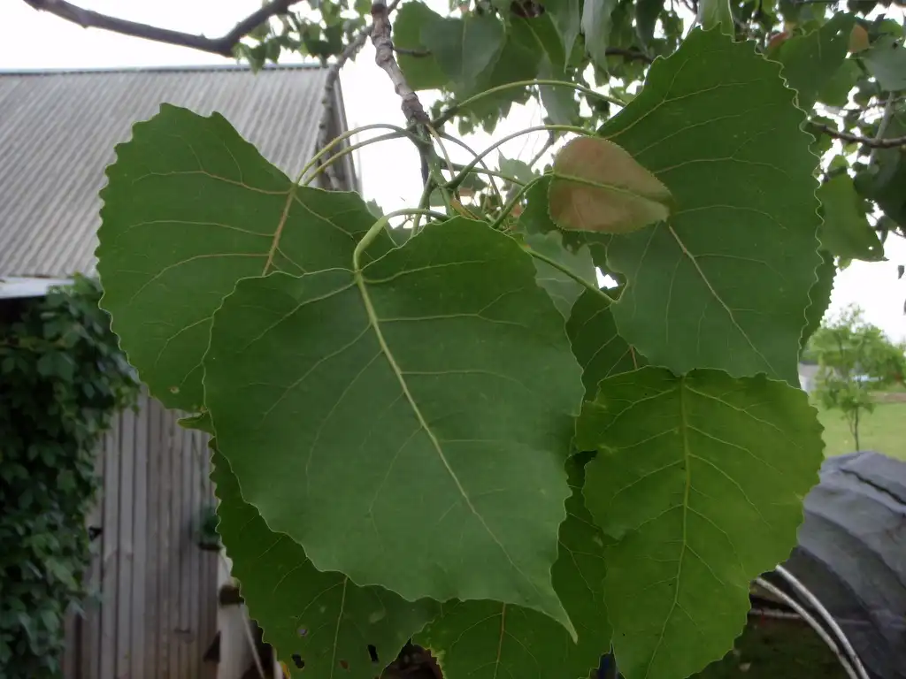 Photo of Populus deltoides - Leaves:Jim Robbins