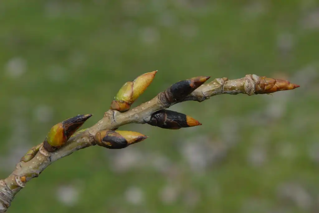 Photo of Populus deltoides - Bud:Jim Robbins