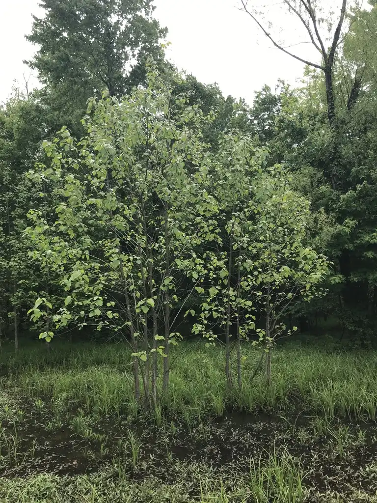 Photo of Populus heterophylla (Populus heterophyllas)