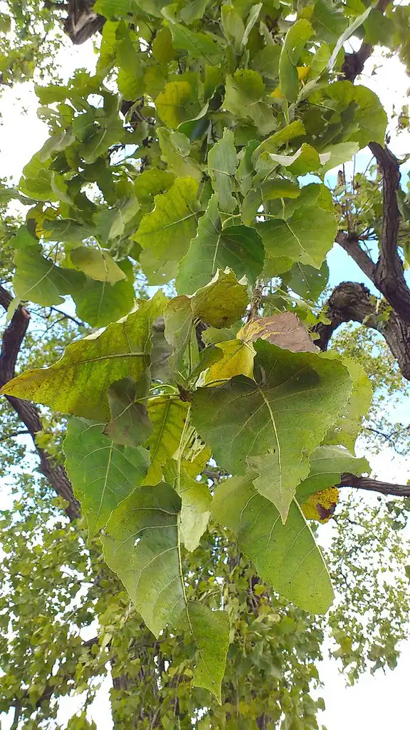 Photo of Populus heterophylla (Populus heterophyllas)