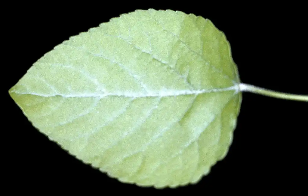 Photo of Populus heterophylla - Underside of leaf:Robert H. Mohlenbrock @ USDA-NRCS PLANTS Database