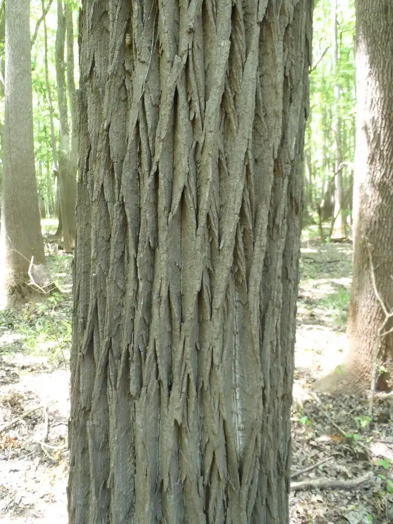 Photo of Populus heterophylla - Bark:theo_witsell