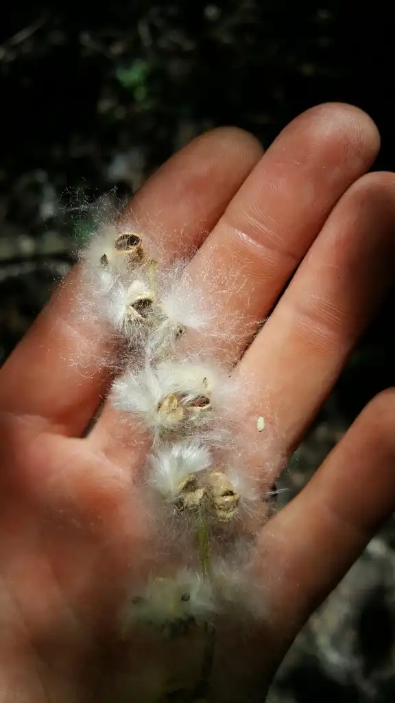 Photo of Populus heterophylla - Fruit:Nate Hartley