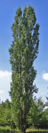 Photo of Populus nigra (Populus nigras)