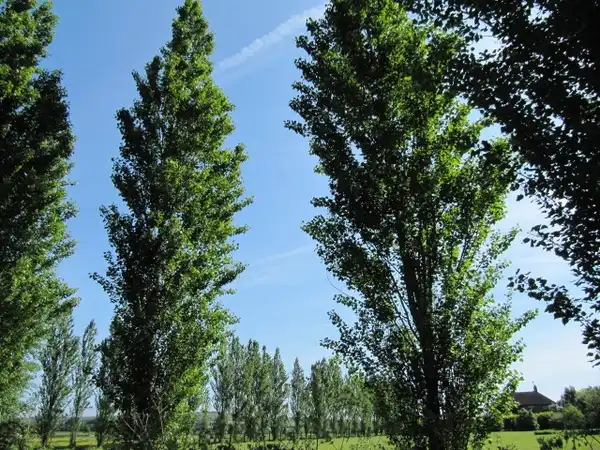 Photo of Populus nigra (Populus nigras)