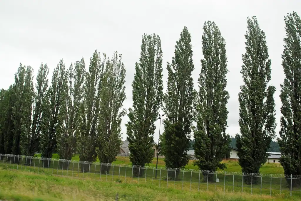 Photo of Populus nigra - Populus nigra 'Italica' Mass Planting:Jim Robbins