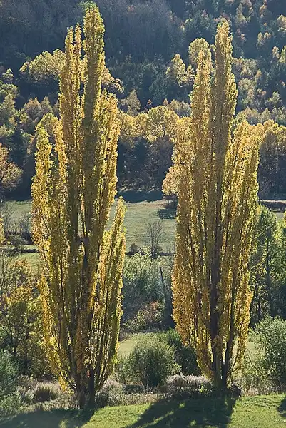 Photo of Populus nigra - Fall color:Jordi Roy Gabarra