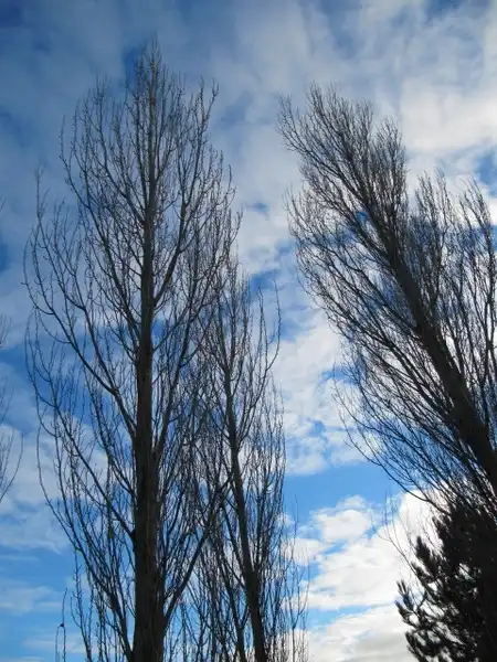 Photo of Populus nigra - Populus nigra 'Italica' winter:Lenora Enking