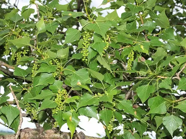 Photo of Populus nigra - Leaves:Hermann Falkner Sokol