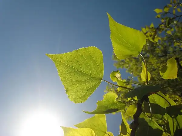 Photo of Populus nigra - Populus nigra'Italica' leaves:Josh S. Jacks