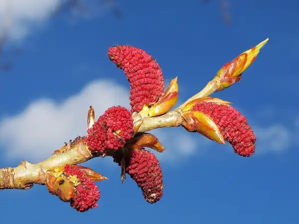 Photo of Populus nigra - Female catkin, 4-5” long:Hermann Falkner Sokol