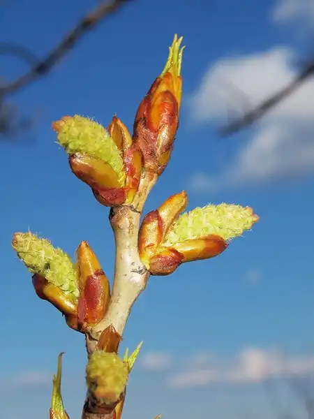 Photo of Populus nigra - Leaf buds:Hermann Falkner Sokol