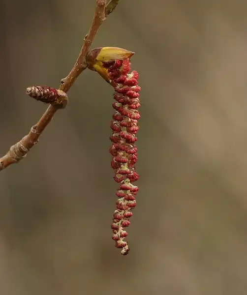 Photo of Populus nigra - Male catkin, drooping 1-2" long apetalous flowers with deep red anthers:Dean Morley