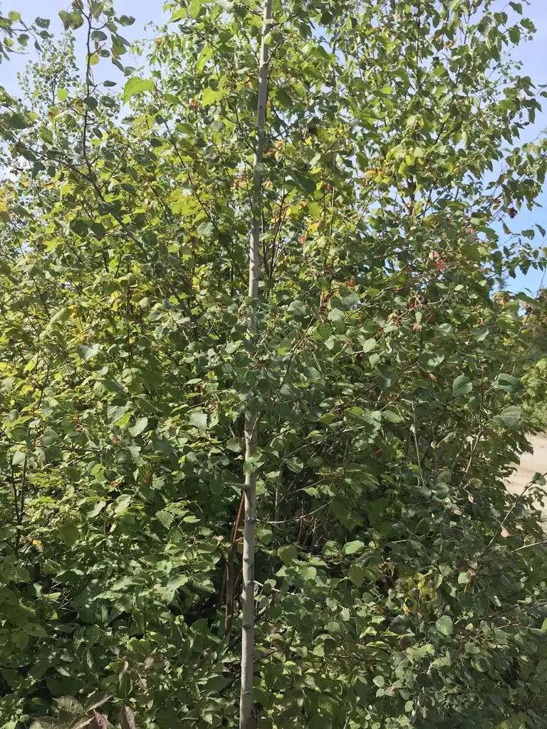 Foto de Populus tremuloides (Populus tremuloidess)