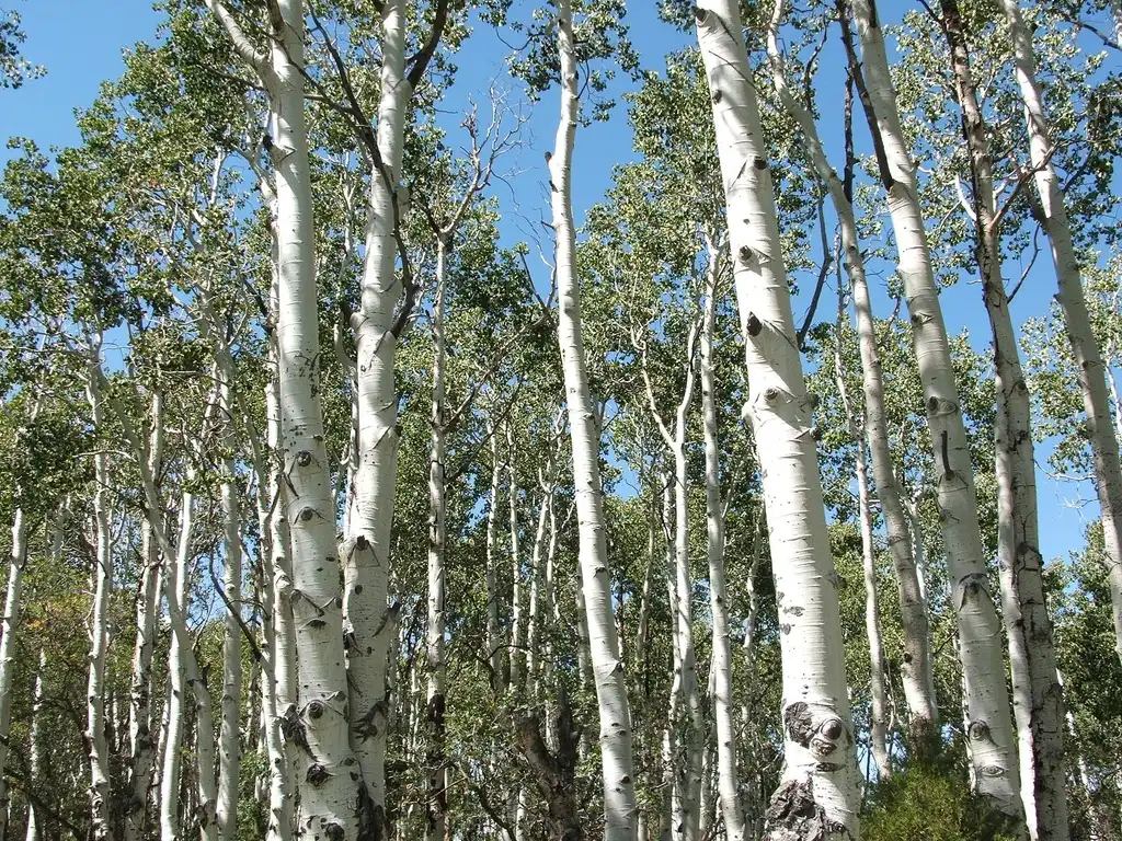 Foto de Populus tremuloides (Populus tremuloidess)