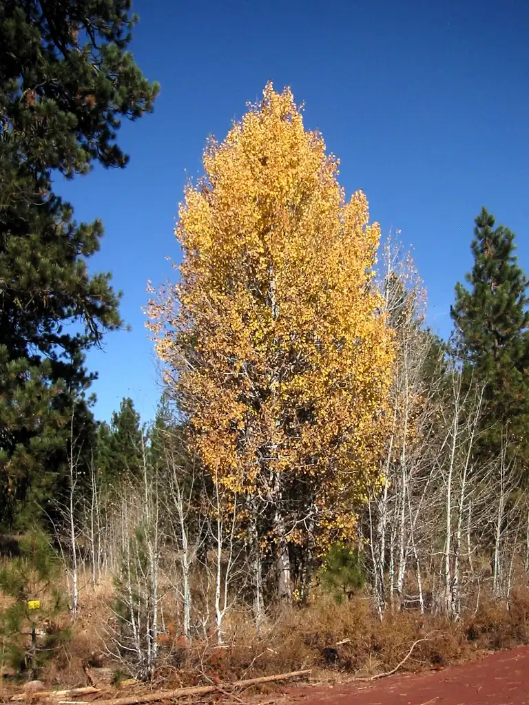 Foto de Populus tremuloides - Fall color:Walter Siegmund